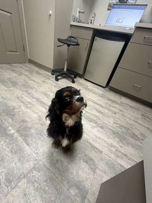 The Animal Hospital at Reems Creek 4