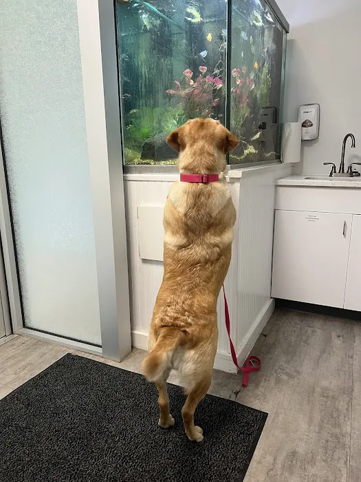 All Pets Animal Hospital & Rehabilitation Center 3