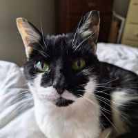 All Pets Animal Hospital & Rehabilitation Center ico