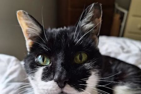 All Pets Animal Hospital & Rehabilitation Center