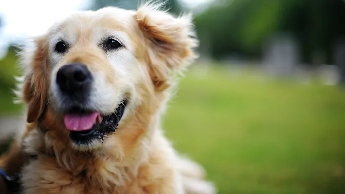 All Pets Animal Hospital & Rehabilitation Center 10