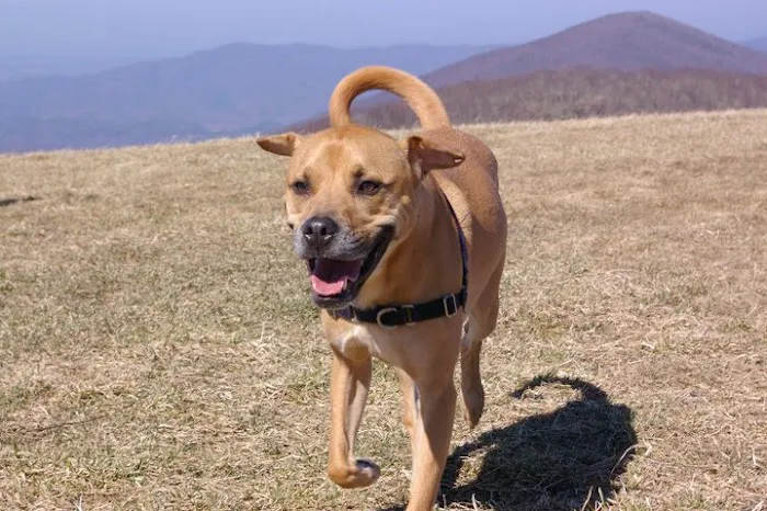All Pets Animal Hospital & Rehabilitation Center 9