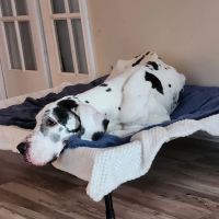 Cherokee Hospital for Animals ico