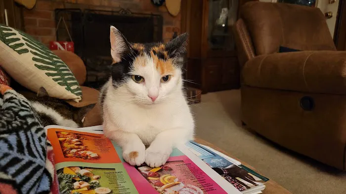 Cherokee Hospital for Animals 2