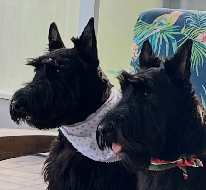 Pinecrest Veterinary Clinic: Hinkle Josh DVM 1
