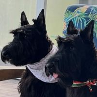 Pinecrest Veterinary Clinic: Hinkle Josh DVM ico
