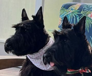 Pinecrest Veterinary Clinic: Hinkle Josh DVM