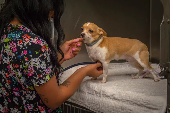 Pinecrest Veterinary Clinic 9