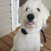 Pinecrest Veterinary Clinic ico