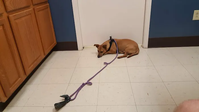 Young's Animal Hospital: Stricker Stephen G DVM 2