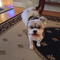 Young's Animal Hospital: Stricker Stephen G DVM ico