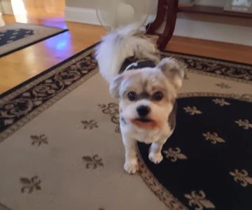 Young's Animal Hospital: Stricker Stephen G DVM