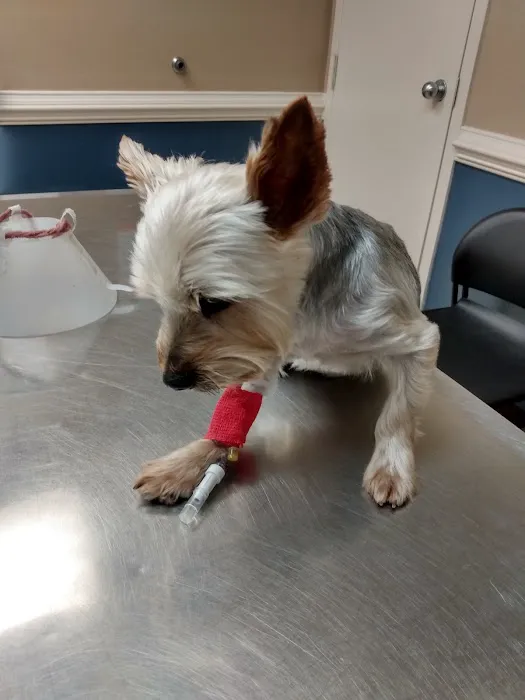 Young's Animal Hospital 3