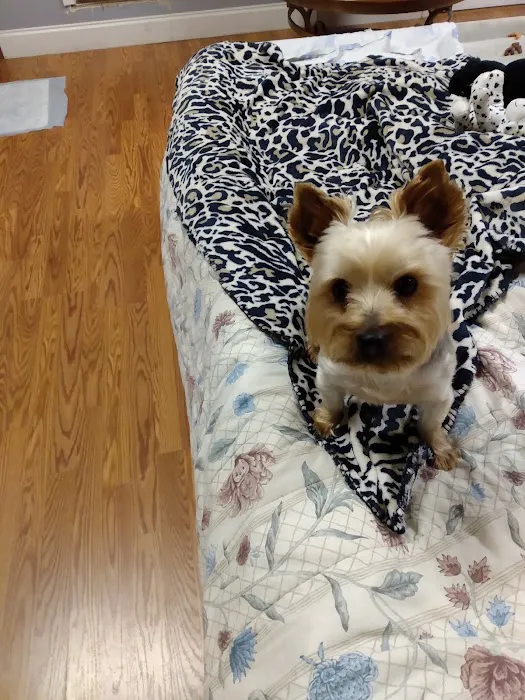 Young's Animal Hospital 7