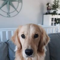 Blue Ridge Animal Hospital ico