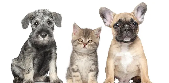 Blue Ridge Animal Hospital 6