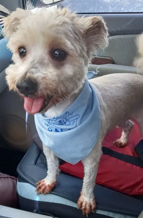 Blue Ridge Animal Hospital 2