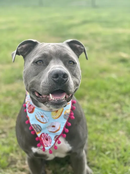 Blue Ridge Animal Hospital 8