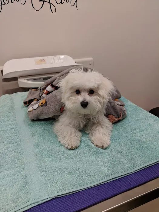 Blue Ridge Animal Hospital 5