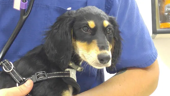 Robinson Animal Hospital 8
