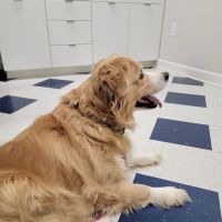 Robinson Animal Hospital ico