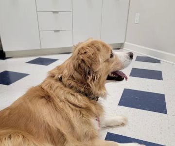 Robinson Animal Hospital