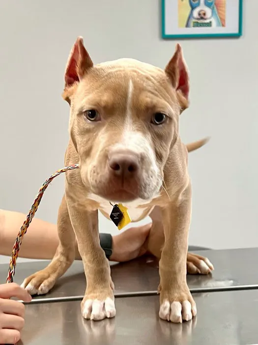 Raleigh Bartlett Animal Hospital 7