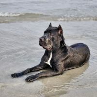 Raleigh Bartlett Animal Hospital ico
