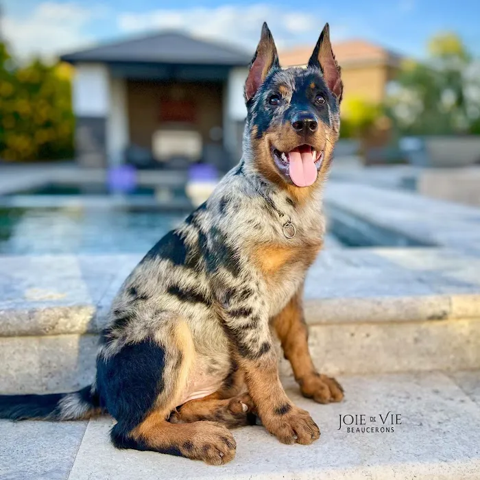 Raleigh Bartlett Animal Hospital 3