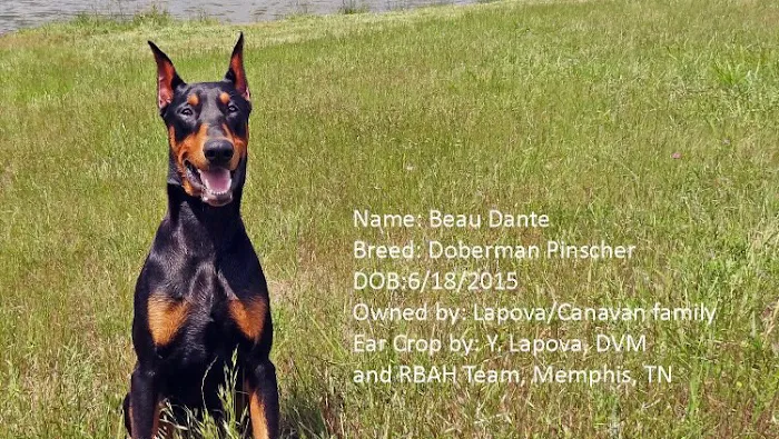 Raleigh Bartlett Animal Hospital 6