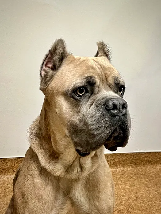 Raleigh Bartlett Animal Hospital 10