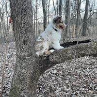 Animal Care Hospital ico