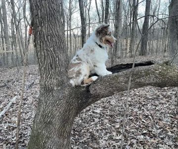 Animal Care Hospital
