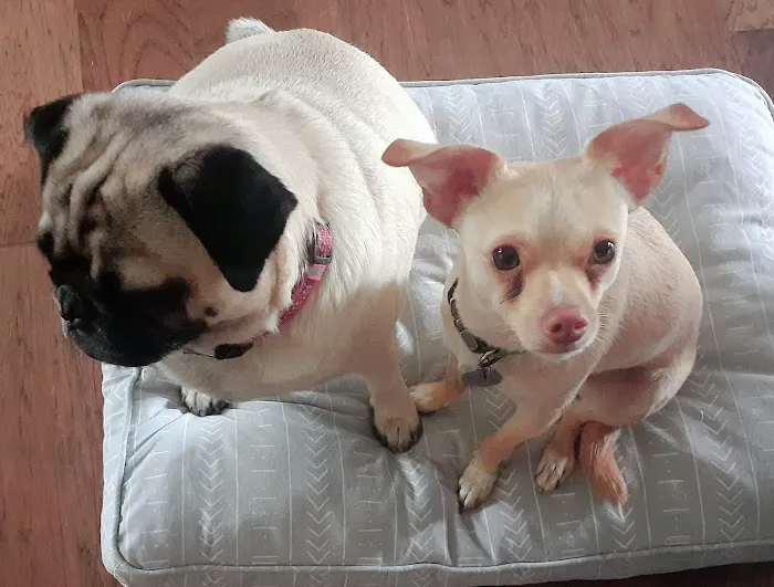 Animal Care Hospital 4