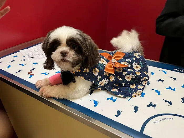 Animal Care Hospital 8