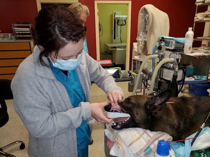 Animal Dental Care Specialists 8