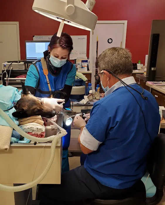 Animal Dental Care Specialists 10