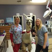 Animal Dental Care Specialists ico