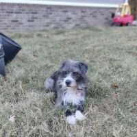 The Pet Doctor ico