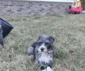 The Pet Doctor