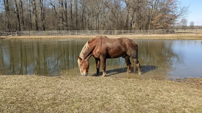 Dunlap Equine Services 8