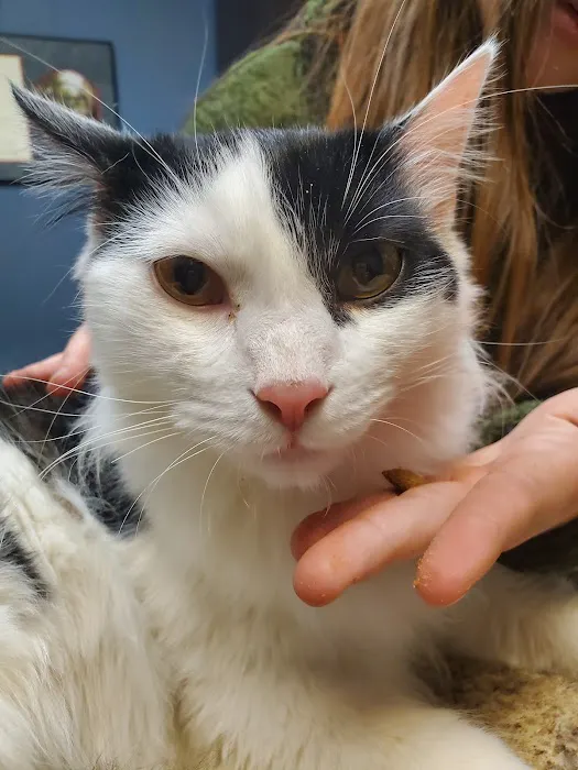 Somerville Animal Hospital 9