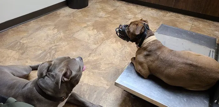 Somerville Animal Hospital 2