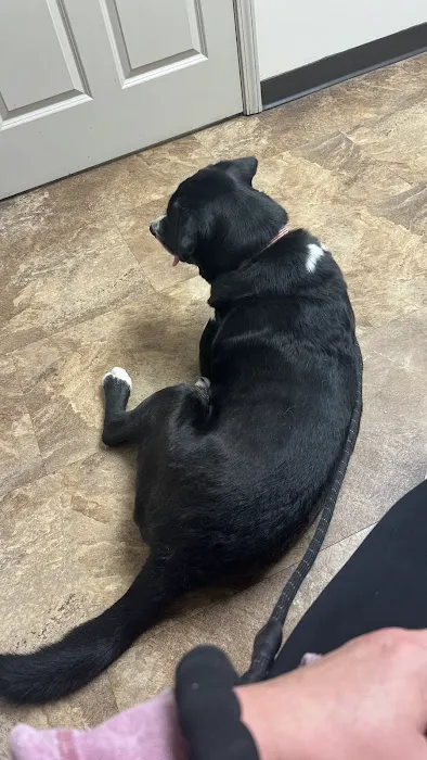 Somerville Animal Hospital 3