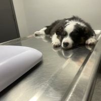 Mohnacky Animal Hospitals of Vista ico