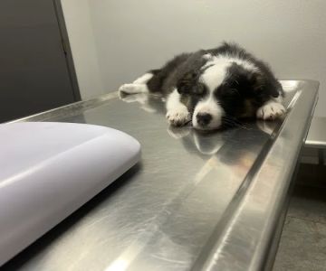 Mohnacky Animal Hospitals of Vista