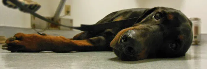 Tri City Veterinary Clinic 10
