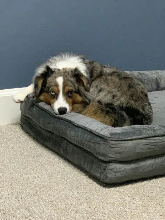 Tri City Veterinary Clinic 6