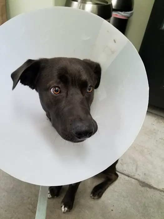 Rancho Del Oro Veterinary Hospital 5