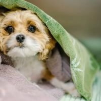 Temple Heights Animal Hospital ico